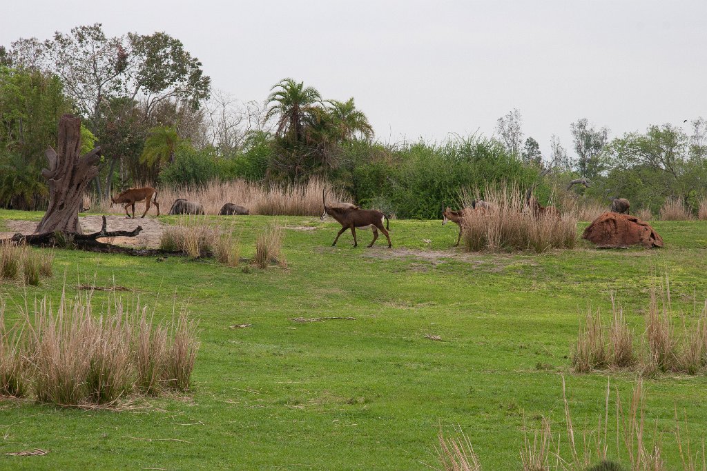 IMG_6712.jpg - Roan antelope.